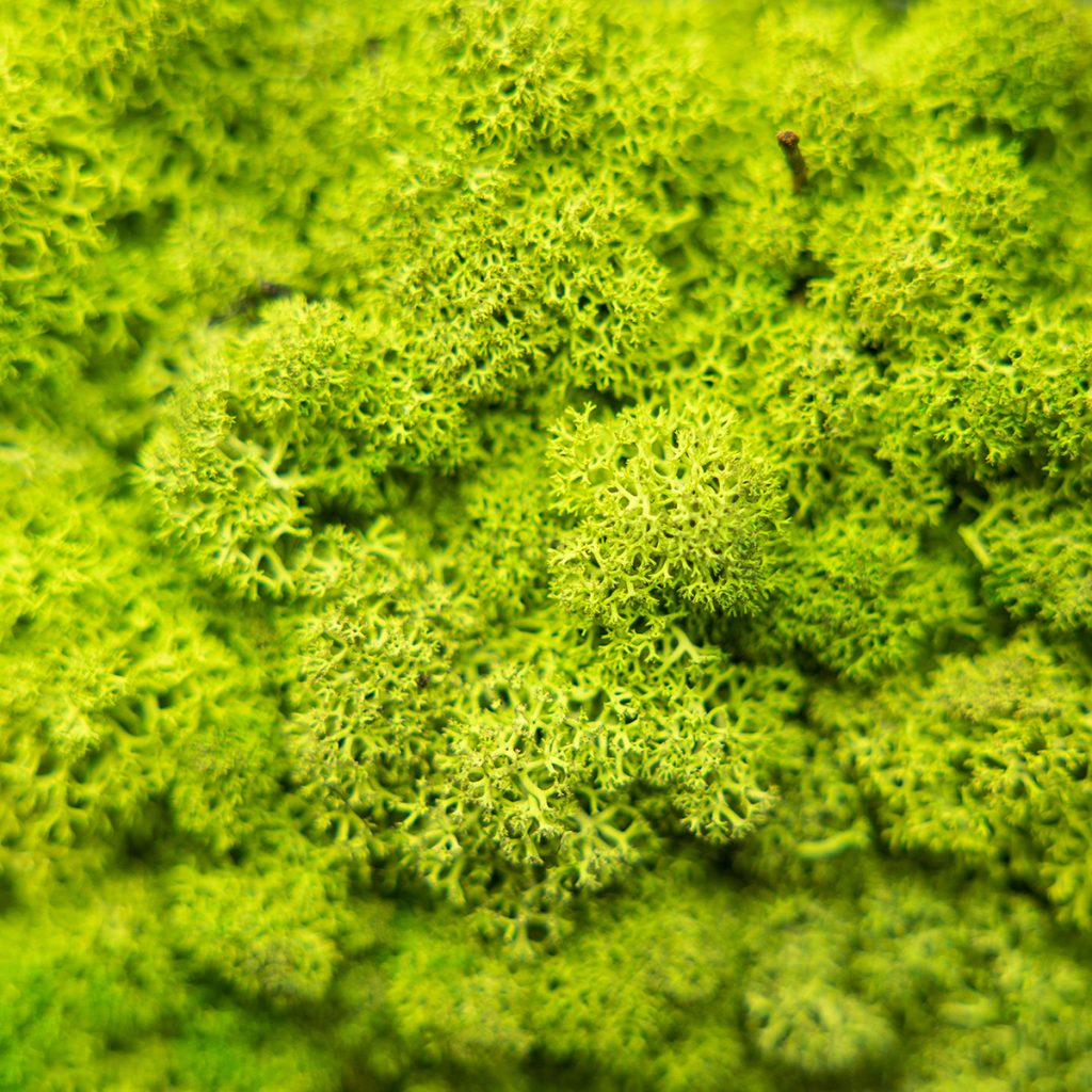 Image 2 of 4 in Moss Akupixel gallery